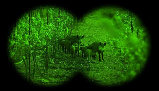 Why INGJIE Optics Night Vision Devices Are Trusted for Professional Outdoor Observation and Security(pic1)