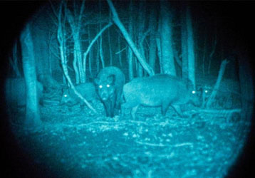 How to Choose the Best Night Vision Devi