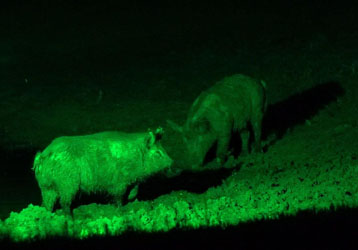 Night Hunting Best Practices: Maximizing